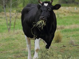 2012-12-09-39 Minuet (c) Jason Grossman.jpg